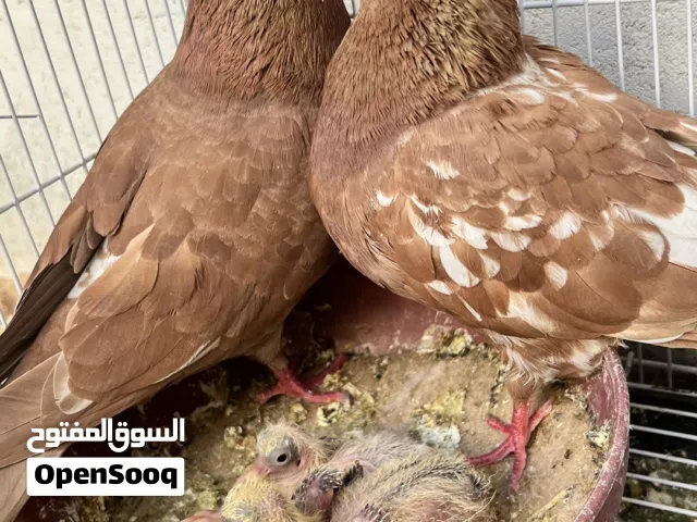 السلام عليكم