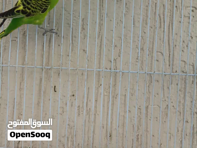 ببغاء بادجي