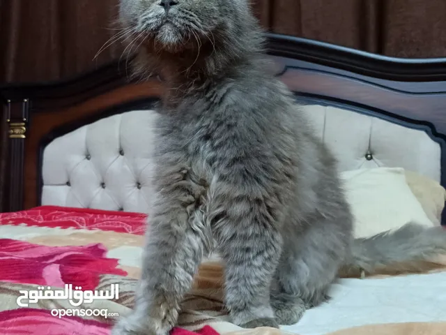 قطه سكوتش فولد لون سكني للبيع بسعر مغري جدا