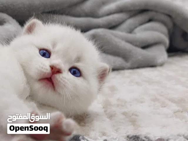 A wonderful kitty/ وايتي الجميله
