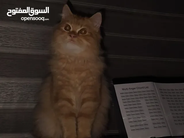حيوان للتبني