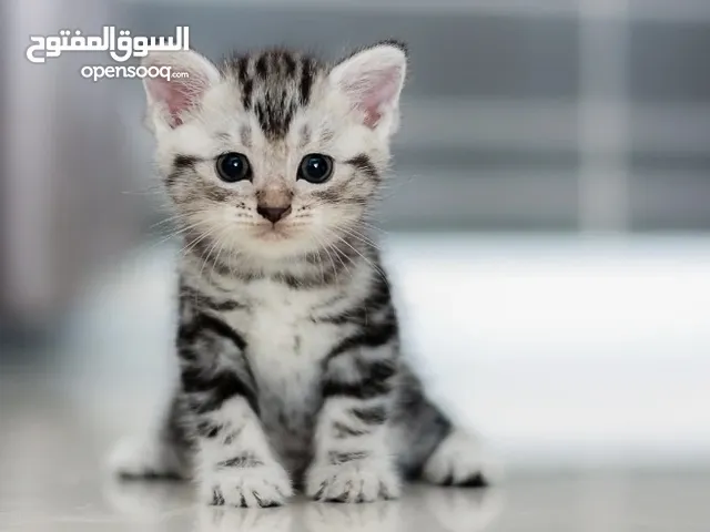 مطلوب قط لتبني صغير