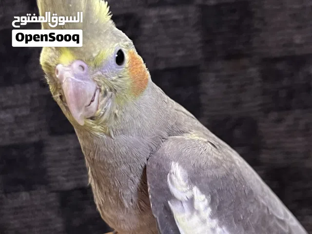 كوكتيل الليف  على أواخر الغر للبيع احتمال أنثى