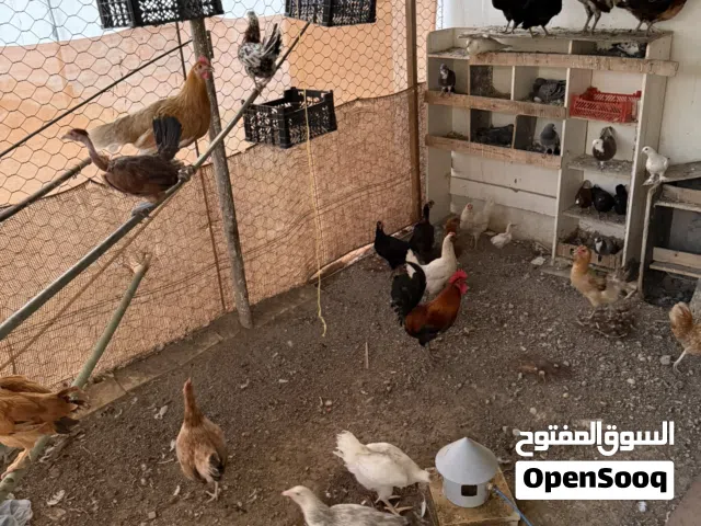 دجاج عماني بصحة ممتازه ومنتج