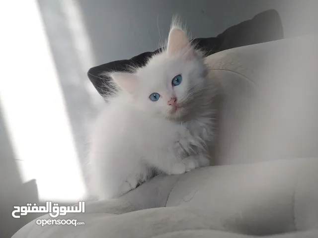 قط ذكر شيرازي للبيع