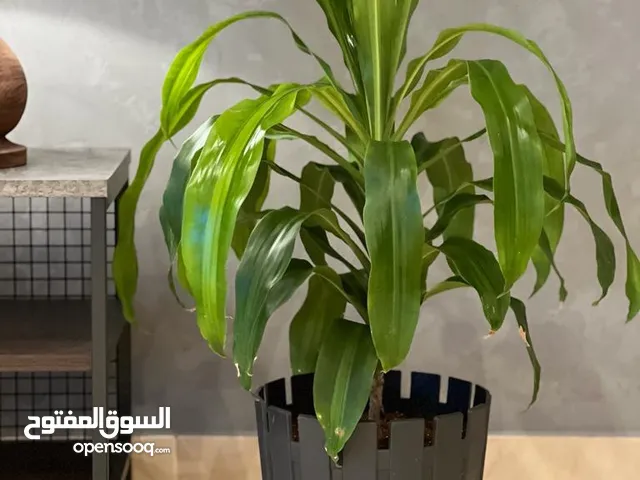 نبات طبيعى داخلى شتله