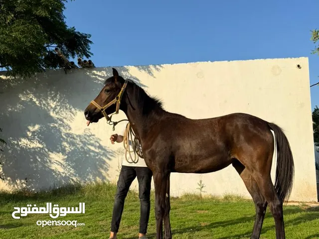 فلوه للبيع دمها 87.5