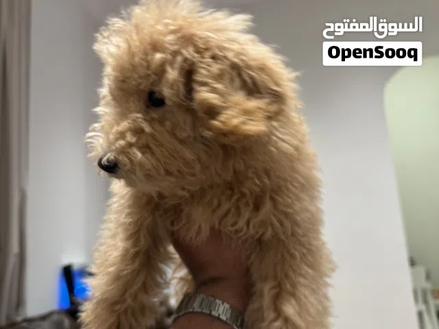 كلب توي بودل   Toy Poodle dog