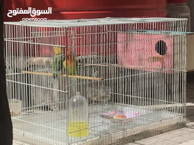 القفط فقط للبيع