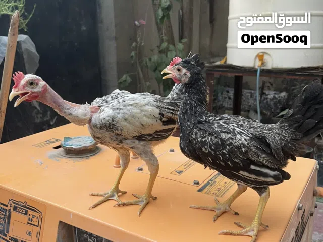 كتاكيت ديوجه ثنين واحد ابو ركيبه وثاني عرب عمر شهرين