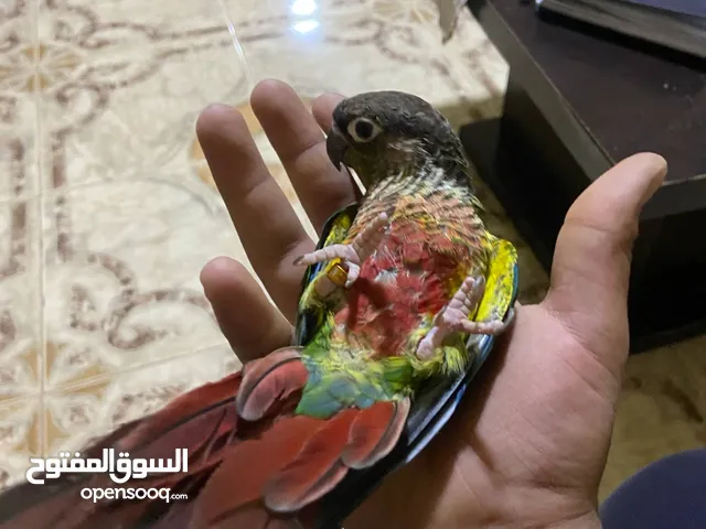 ذكر ببغاء جرين شيك شغل واليفه وامحجله ومنتجا ولعوبه اقرا الوصف