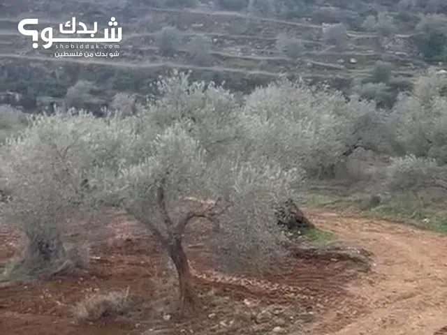 ارض مزارع النوباني _ رام اللة