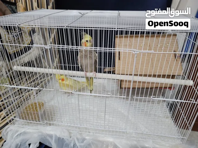 زوج كوكتيل للبيع مع القفص