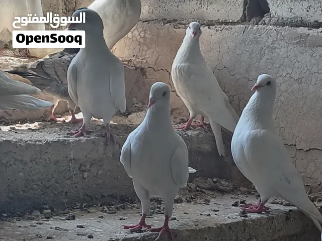 حمام فرنسي فوق جامبو 8 جواز موجود