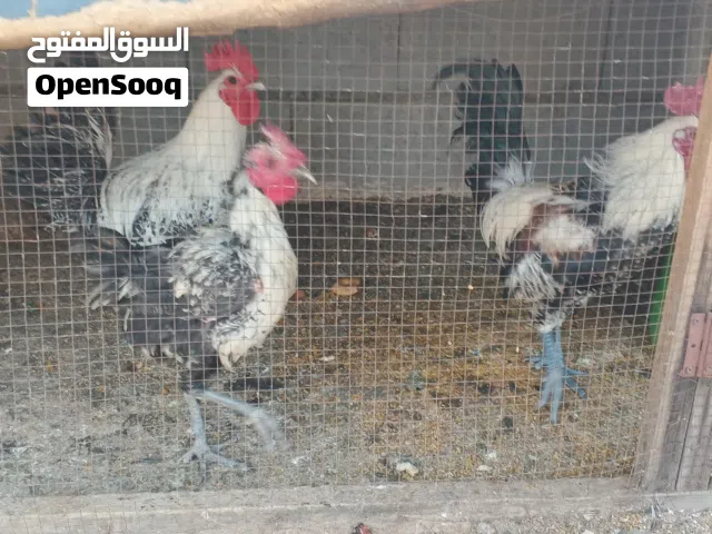 دجاجه  منوع  كويتي /فيومي/ابو ركيبه
