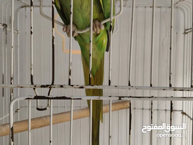 Parrot Bird available