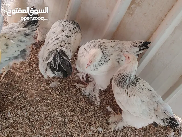 دجاج براهما كولومبي