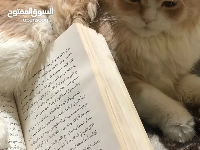 قط شيرازي مرتب ويفهم