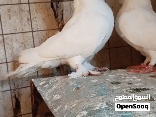 جوز إنجليزي