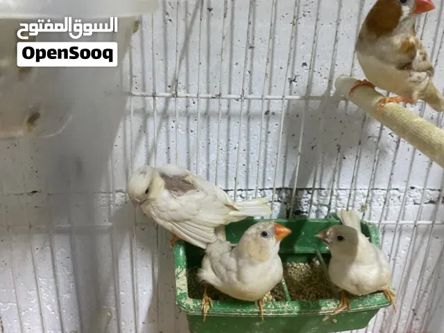 2 جواز فنجر هاف اورنج وجوز بلدي