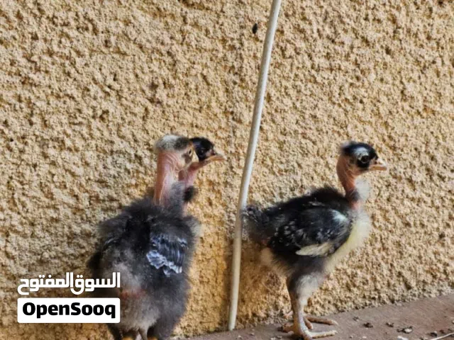 سلام عليكم اقراء الوصف