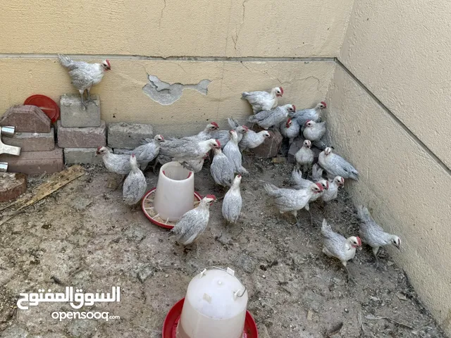دياجة فيومي المنيوم عمر شهر ونص