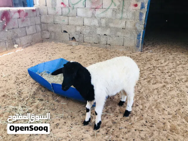 السلام عليكم فطيمه لبيع ربي يبارك