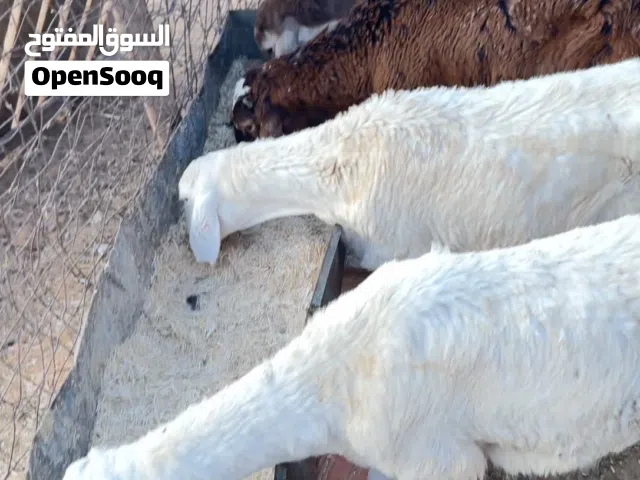 خرفان خرطومي ربي يبارك