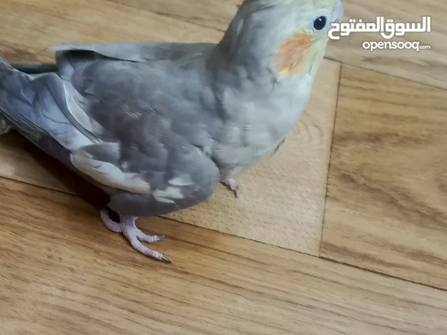 عصفور كوكتيل اليف