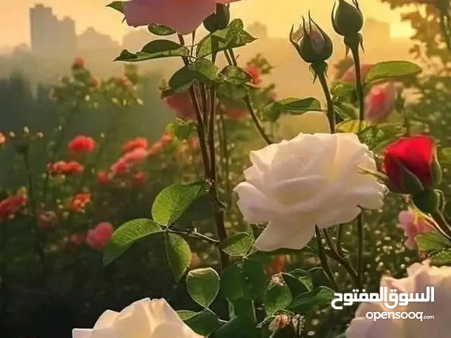 موجود مجموعه ملابس واحذيه رجالي وبناتي ولادي وستاتي