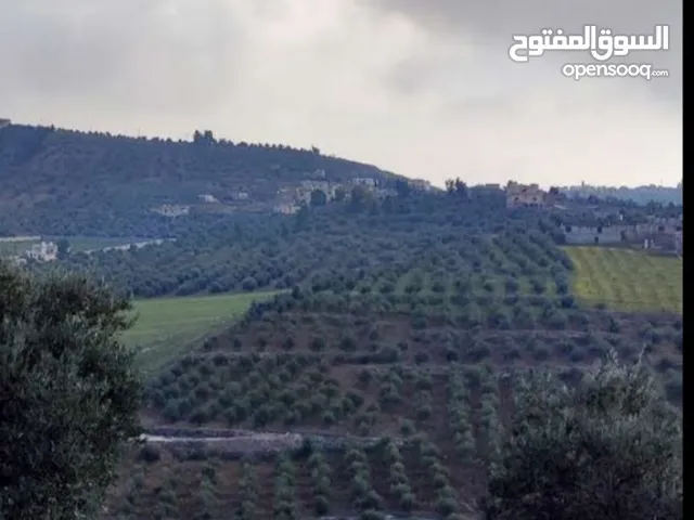 Farm Land for Sale in Jerash Qafqafa