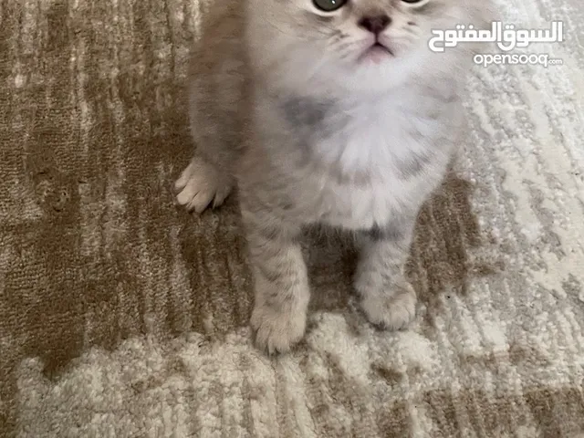 نوعها مكس سكوتش فولد شيرازي انثى عمرها شهرين لعوبه وتاكل ومتعلمه على الليتر بوكس