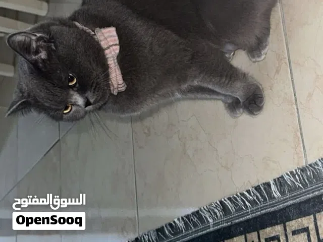قطة بريتش شورت هير
