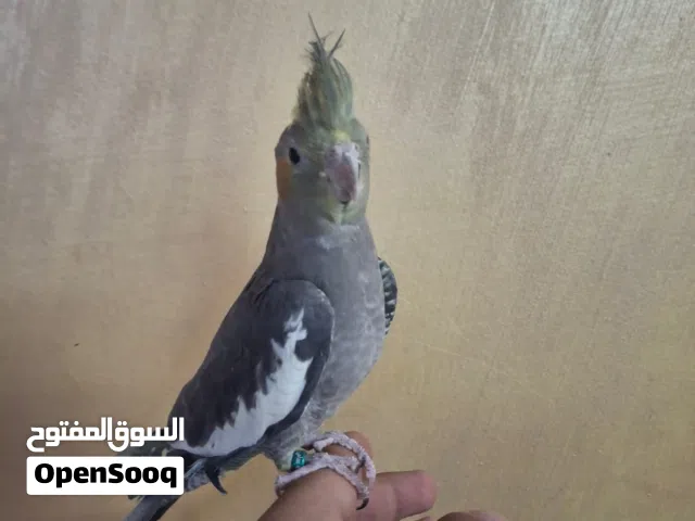 سلام عليكم موجود انثى كوكتيل حبشي وعلى رقبتها ابيض