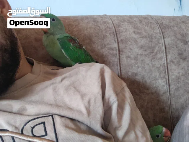 السلام عليكم درة أمريكي (نيبالي) إنتاج محلي مروض كيف بادي يطير قاعد يأكل شرنقة كيف بادي يأكل شوية ش