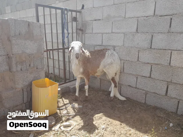 حولي خرطومي للبيع