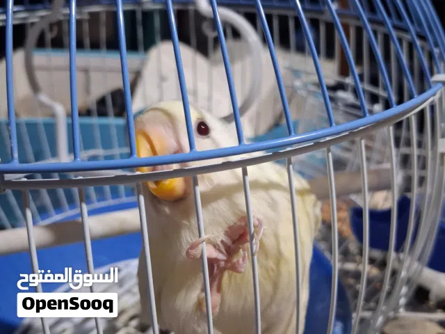 عصفور بركديلو مروض للبيع بالقفص