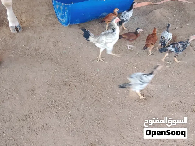 دجاج باكستانيات منتجات للبيع فقط