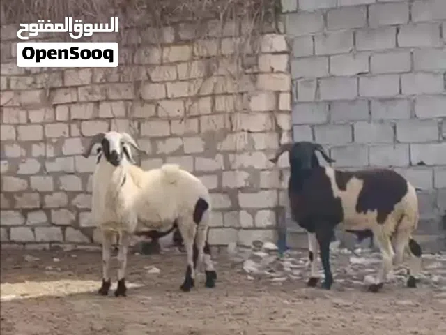 حواله للبيع شيك او كاش