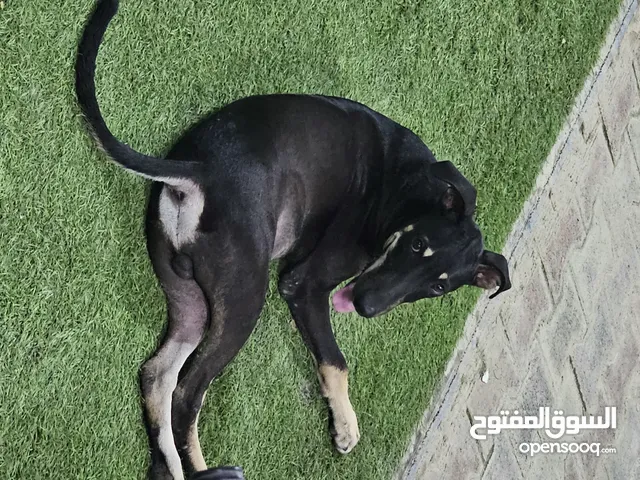 Doberman Dog is being sold due to Immigration