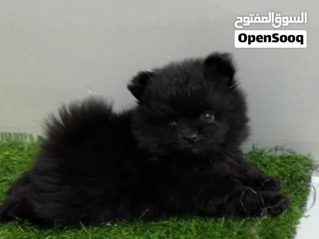 بومرينيان ذكر