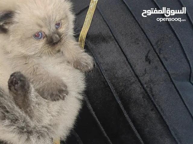 هملايا كيوووت