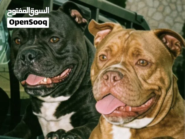 كلبين بيتبول عمر سنة