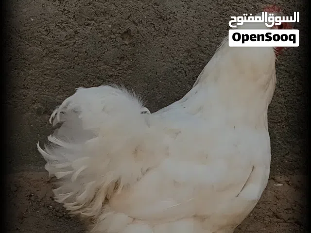 دجاجة استرالية ابيض ثلجي للبيع