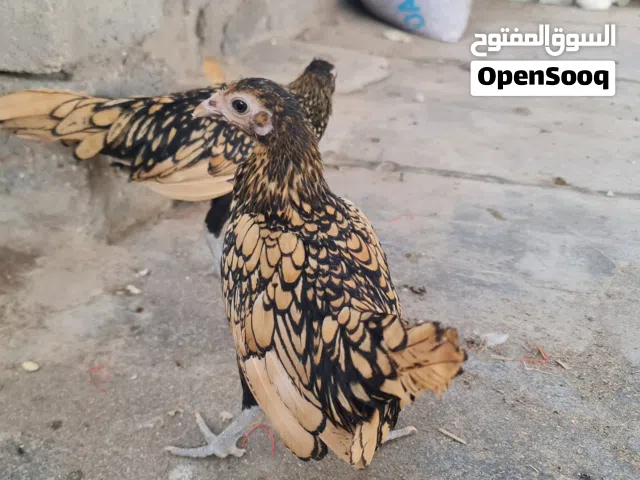 دجاج سباني زوجين حلوات يخبلن