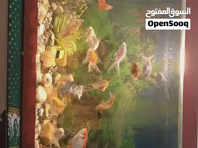 حوض سمك جميل جدا 50 دينار قابل للتفاوض
