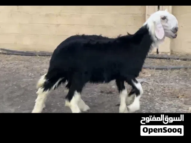 حملات نجديات فاخرات صنف ومعرفات ماشاء الله