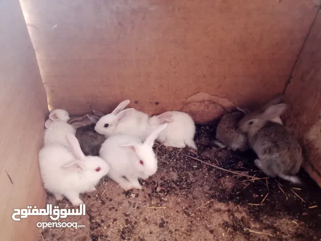 أرانب بلدي و فرنسي للبيع  ديوك بلدي للبيع