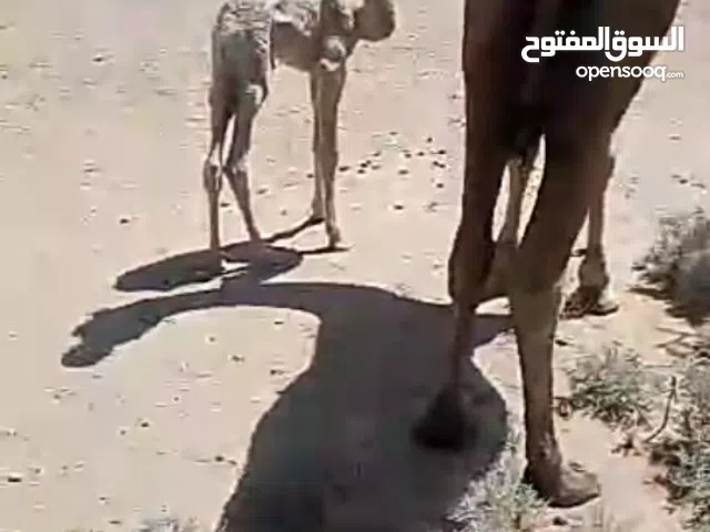 ناقه للبيع