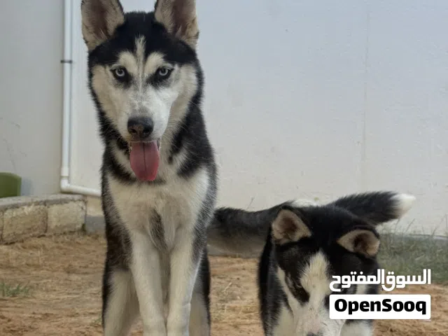 زوز ذكورا هاسكي